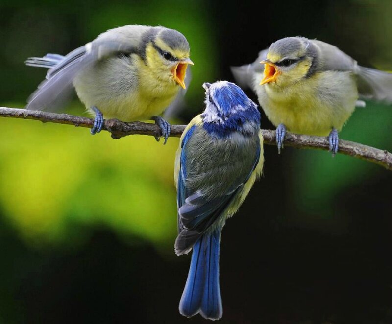 Three Blue Tit Birds — Natural, Morning