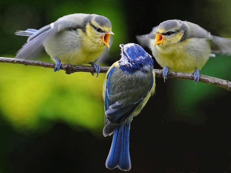 Three Blue Tit Birds — Natural