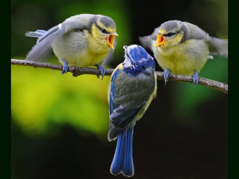 Three Blue Tit Birds