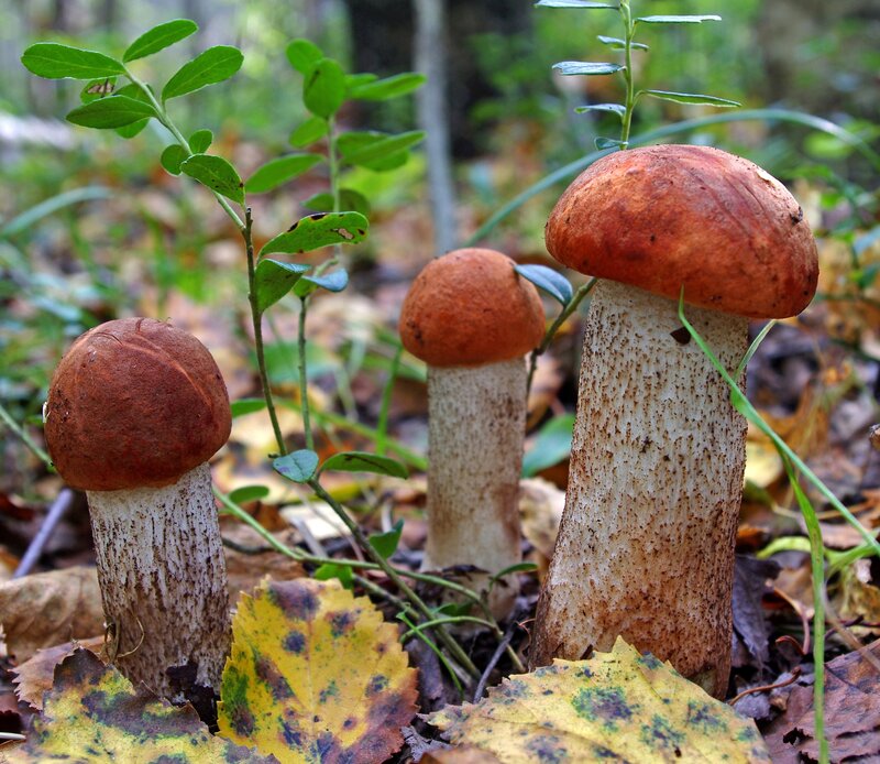 Three Boletus Mushrooms