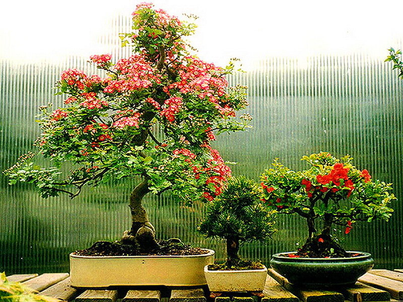 Three Bonsai Trees