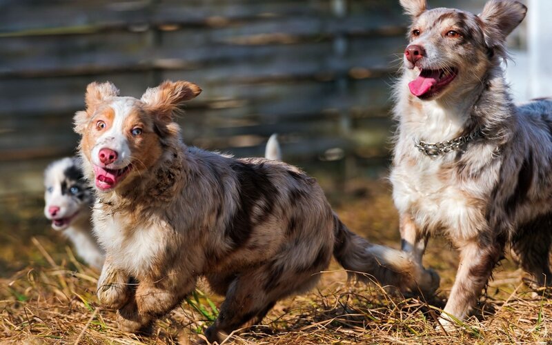 Three Border Collie Dogs — Brown, Playful, Afternoon