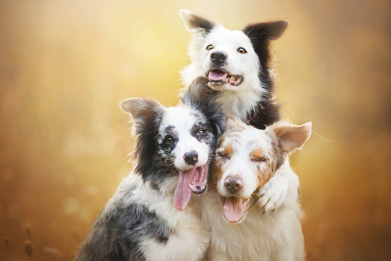 Three Border Collie Dogs — Brown, Playful, Sunset