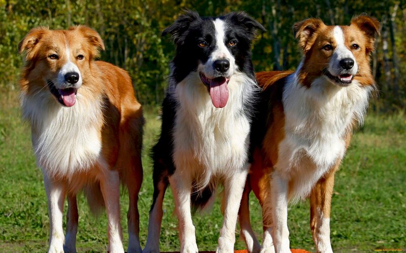 Three Border Collie Dogs — Brown