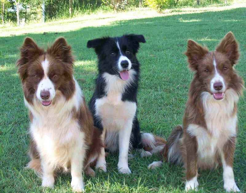 Three Border Collie Dogs — Green, Calm, Afternoon