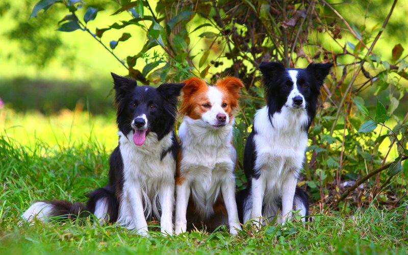 Three Border Collie Dogs — Green