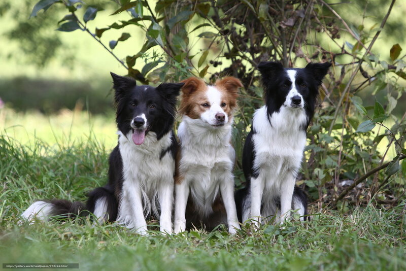 Three border collie dogs in grass