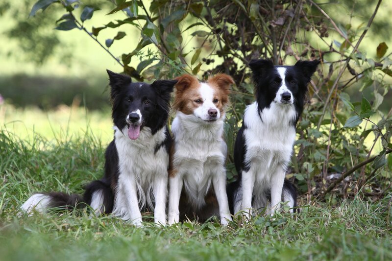 Three border collie dogs in grass