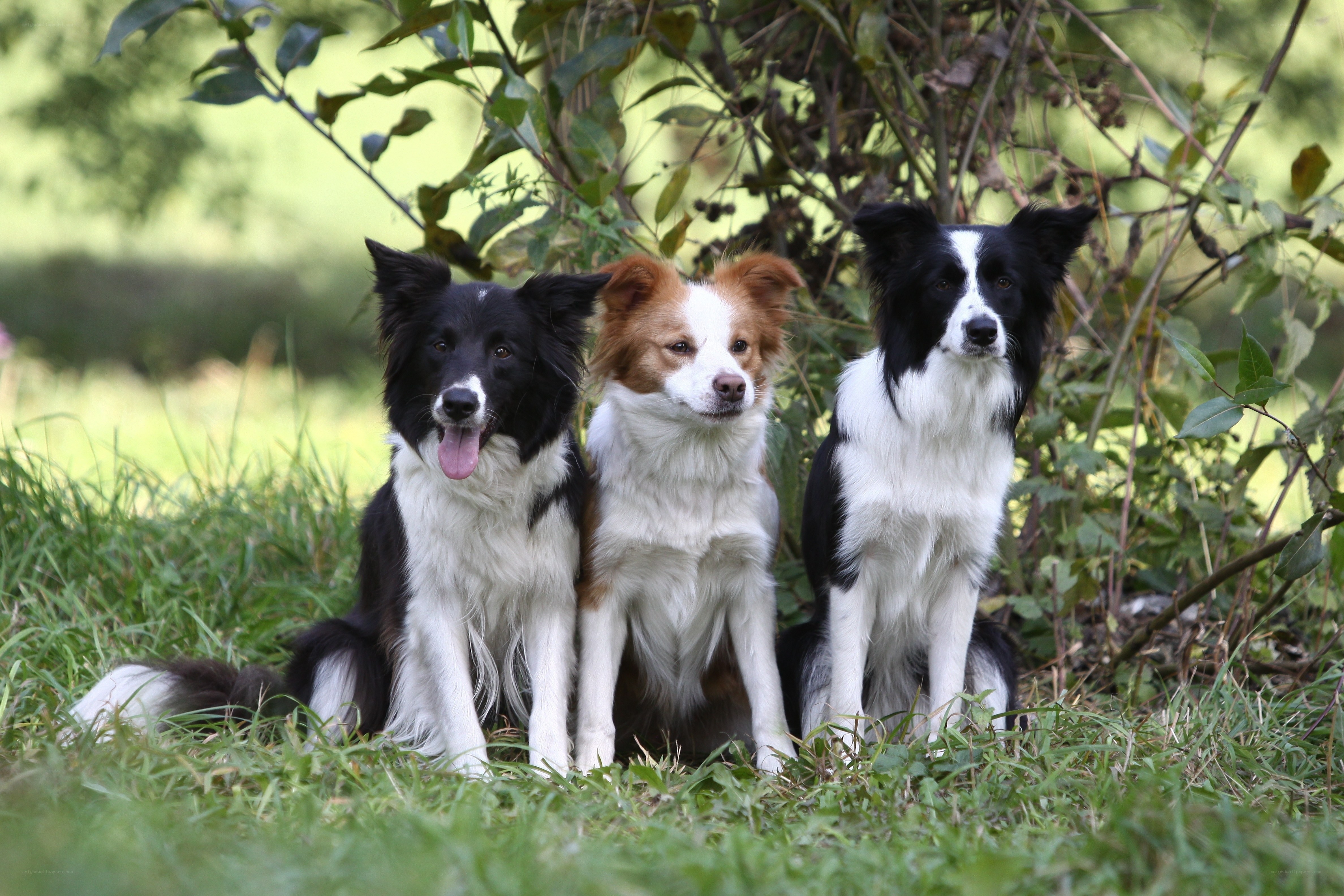 Three border collie dogs in grass