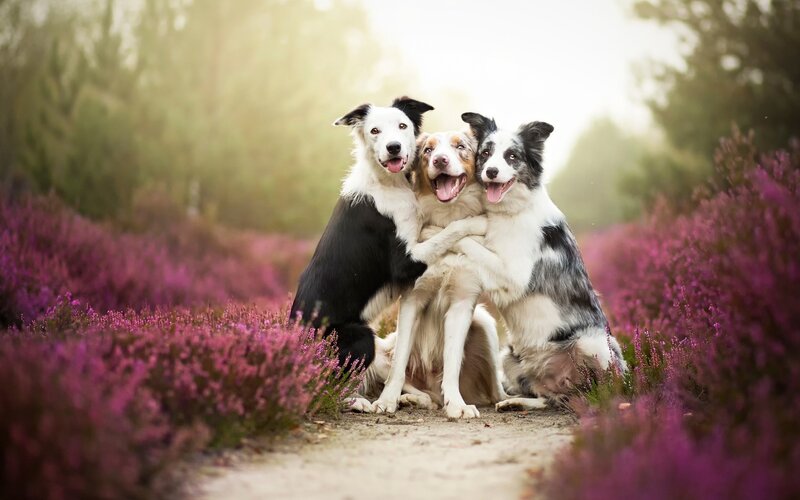 Three Border Collie Dogs — Purple, Peaceful