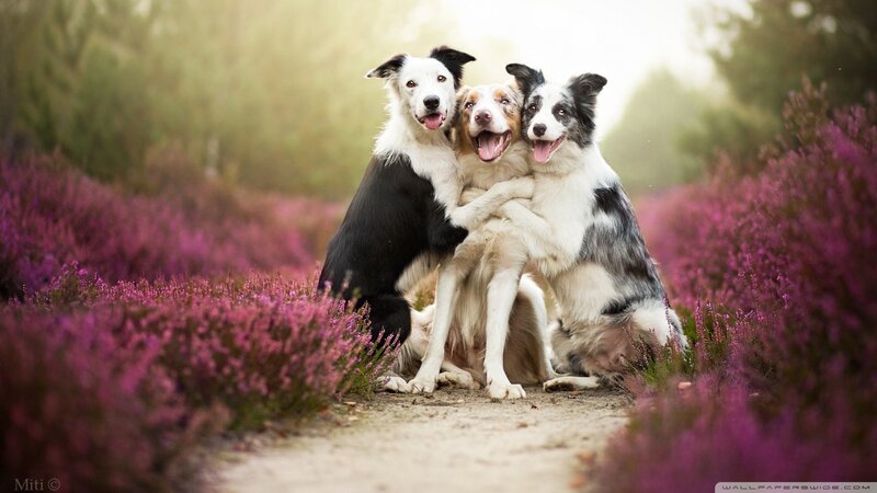 Three Border Collie Dogs — Purple, Serene