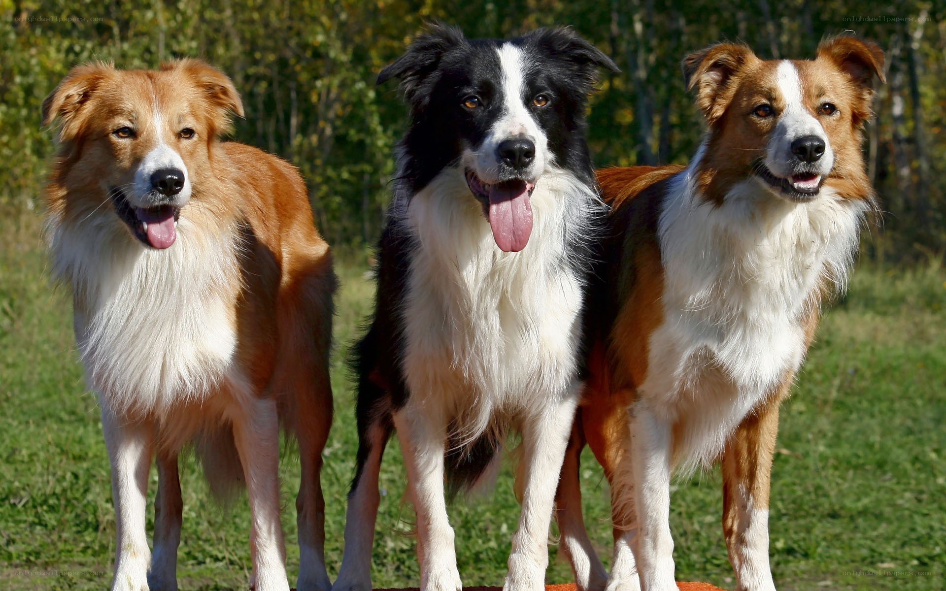 three border collie dogs standing