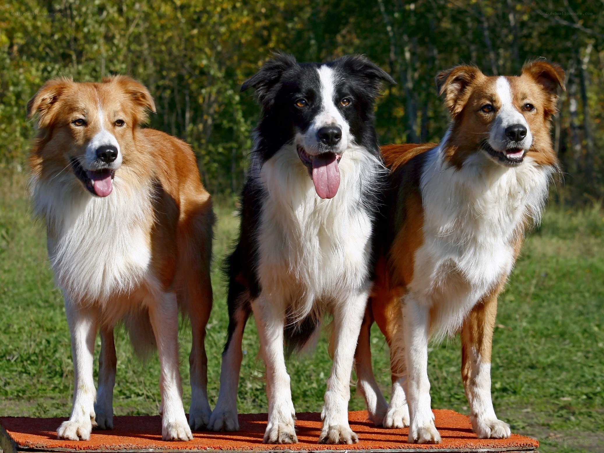 Three border collie dogs standing