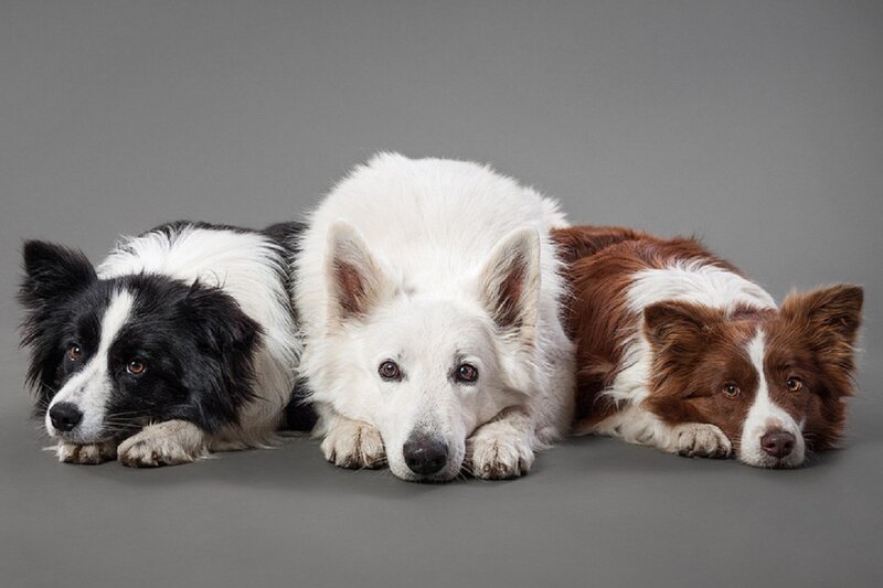 Three Border Collie Dogs — White