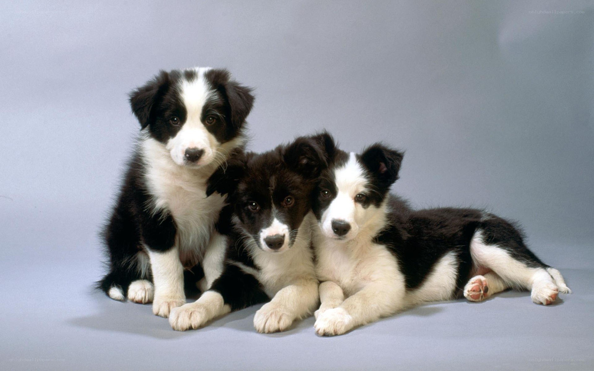 three border collie puppies