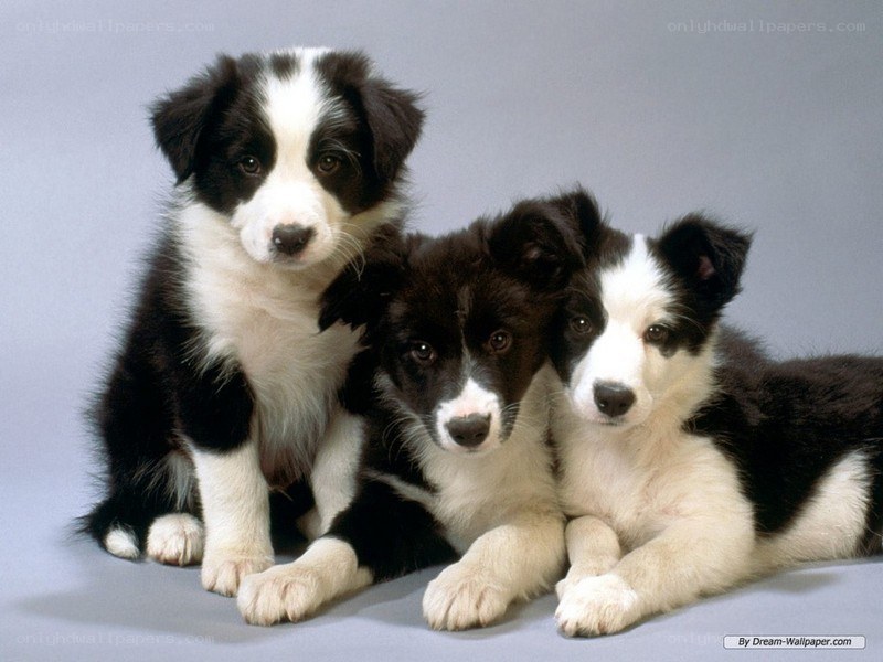 three border collie puppies