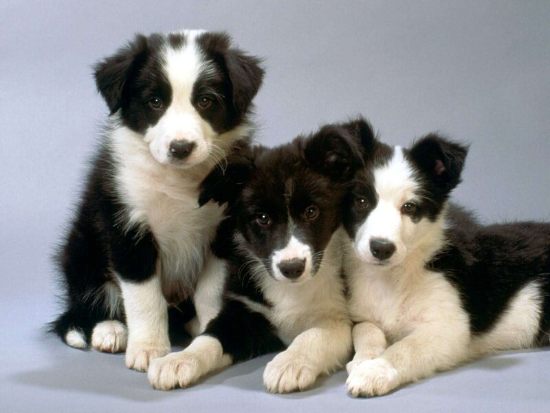 Three Border Collie Puppies — Black, Calm, Photograph