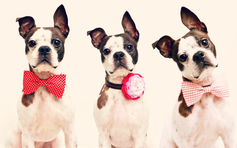 Three Boston Terrier Dogs