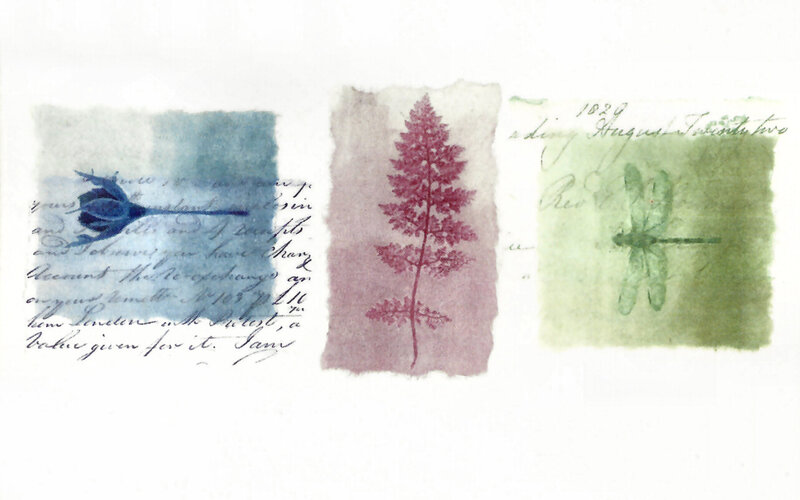 Three Botanical Illustrations