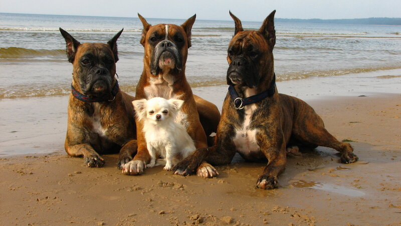 Three Boxer Dogs and a Chihuahua — Brown, Calm