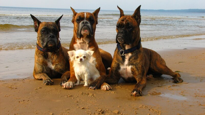 Three Boxer Dogs and a Chihuahua — Brown