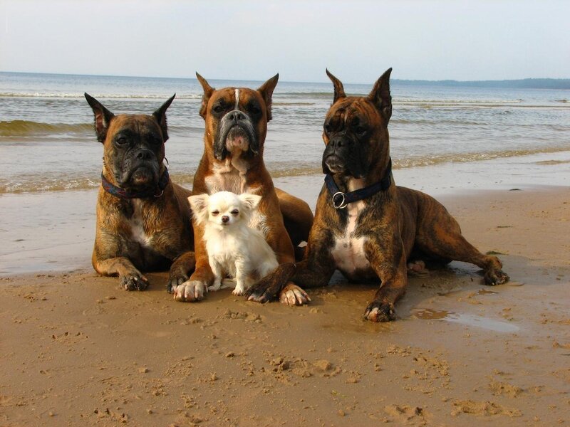 Three Boxer Dogs and a Chihuahua