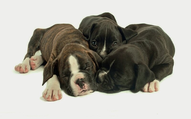 Three Boxer Puppies