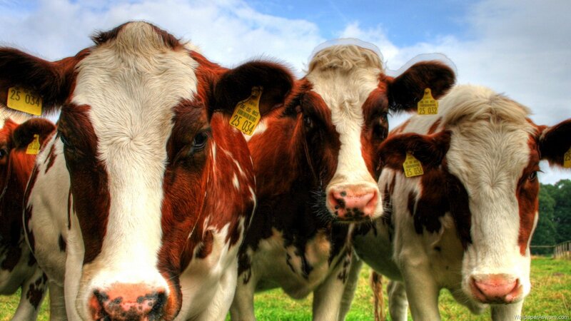 Three Brown and White Cows — Calm
