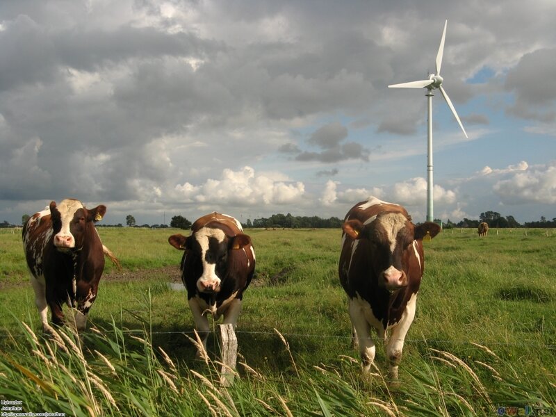 Three Brown and White Cows