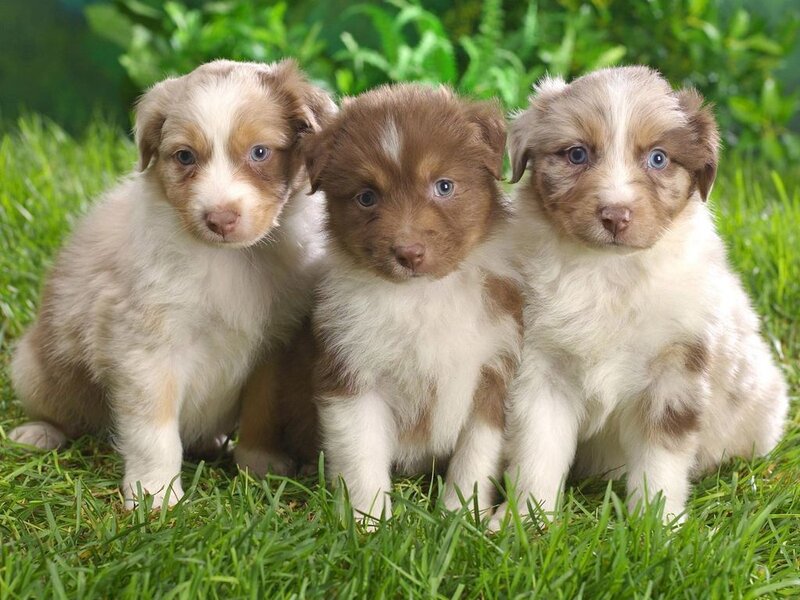 Three Brown and White Puppies