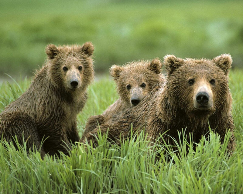 Three Brown Bear Cubs