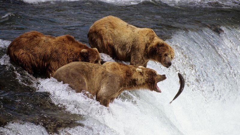 Three Brown Bears Catching Fish — Dramatic, Afternoon, Photograph