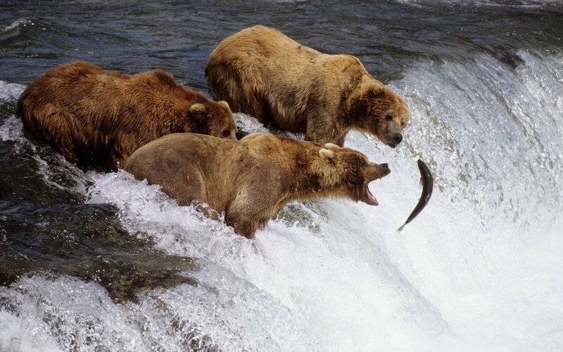 Three Brown Bears Catching Fish — Dramatic, Afternoon