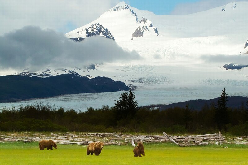 Three Brown Bears — Green
