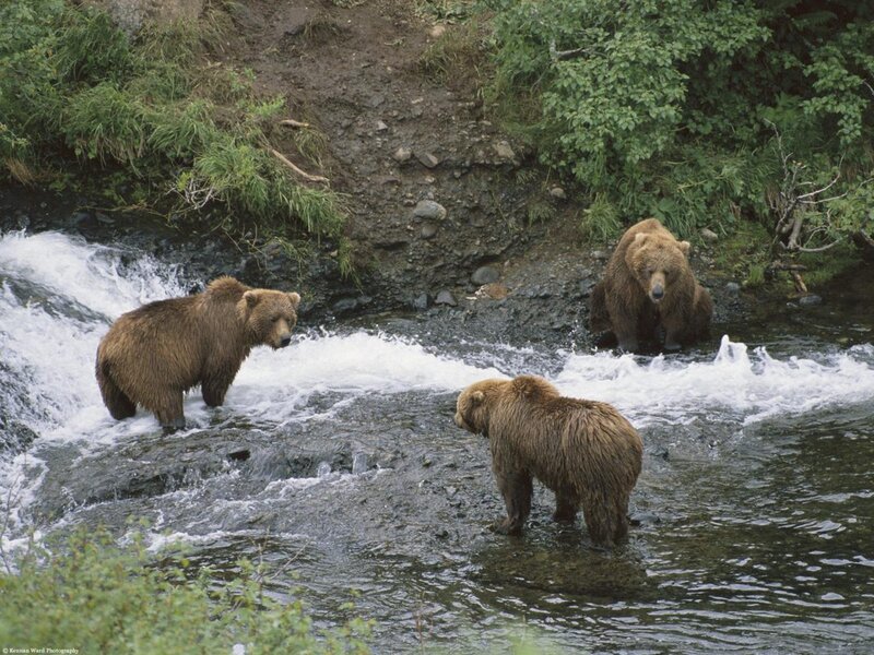 Three Brown Bears in River