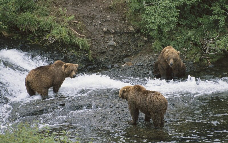 Three Brown Bears in Stream