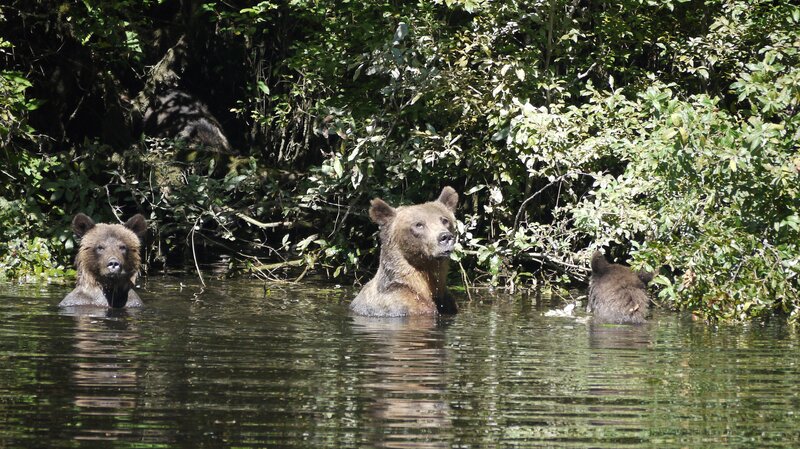 Three Brown Bears in Water