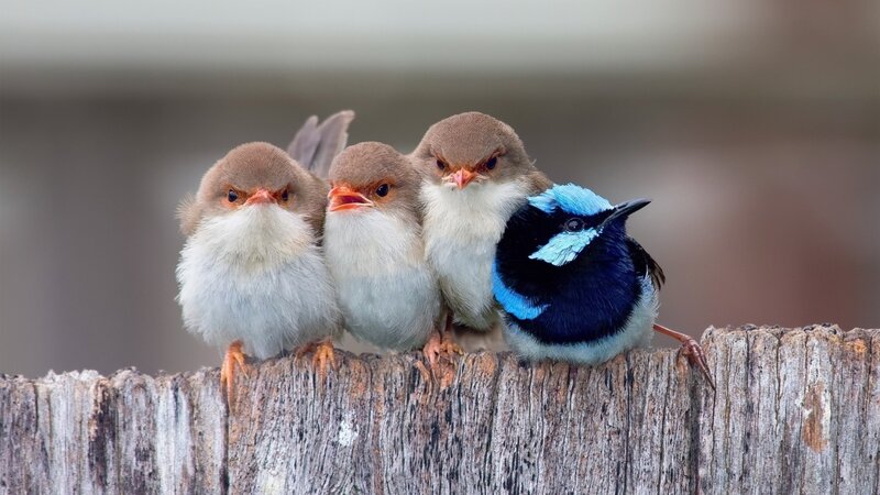 Three Brown Birds and One Blue Bird — Calm