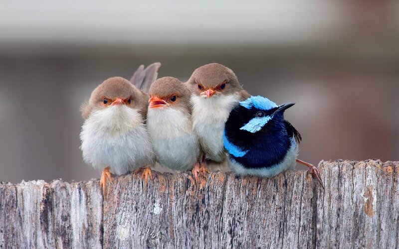 Three Brown Birds and One Blue Bird