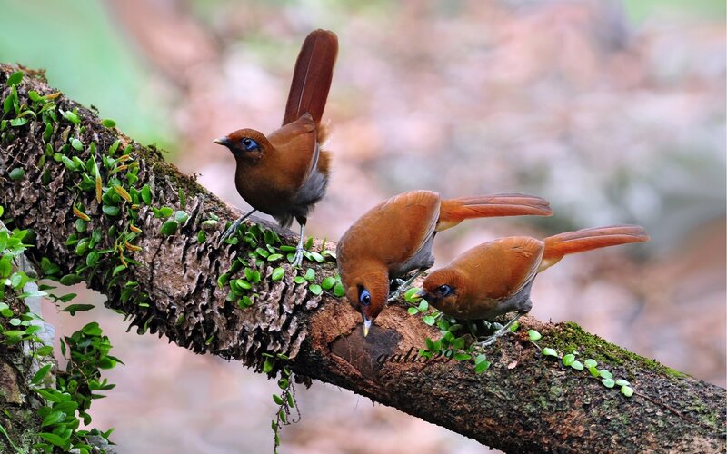 Three Brown Birds on Branch — Natural