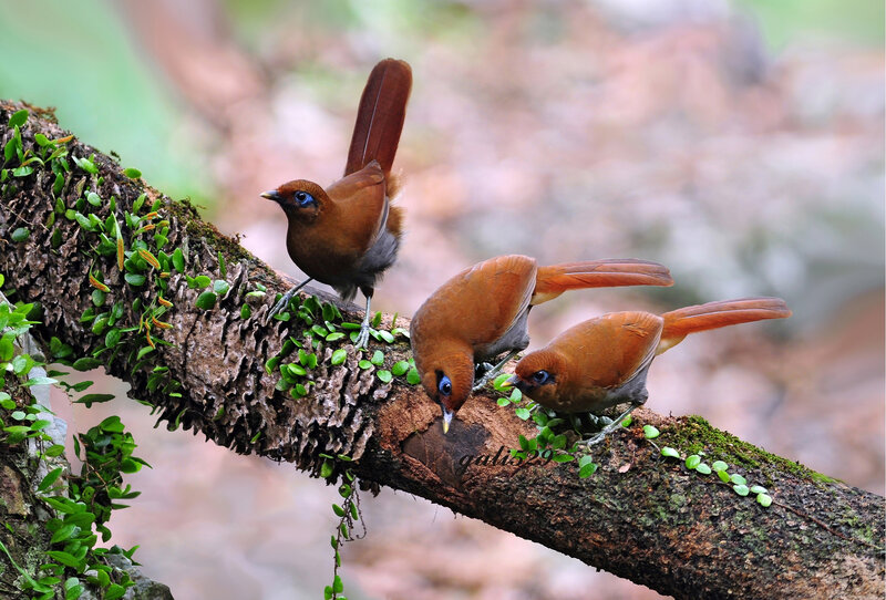 Three Brown Birds on Branch