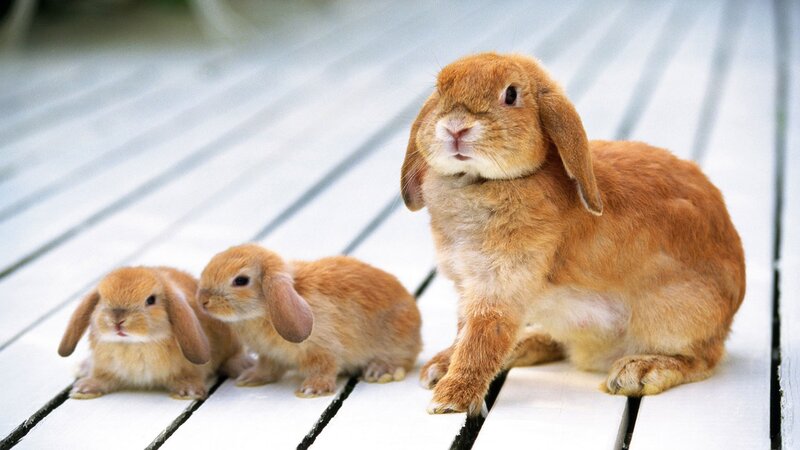 Three Brown Bunnies — Calm, Afternoon