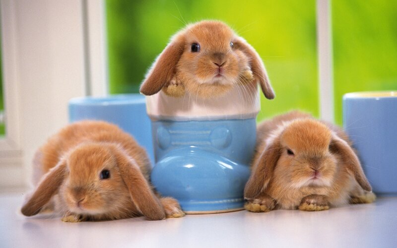 Three Brown Bunnies — Calm, Morning