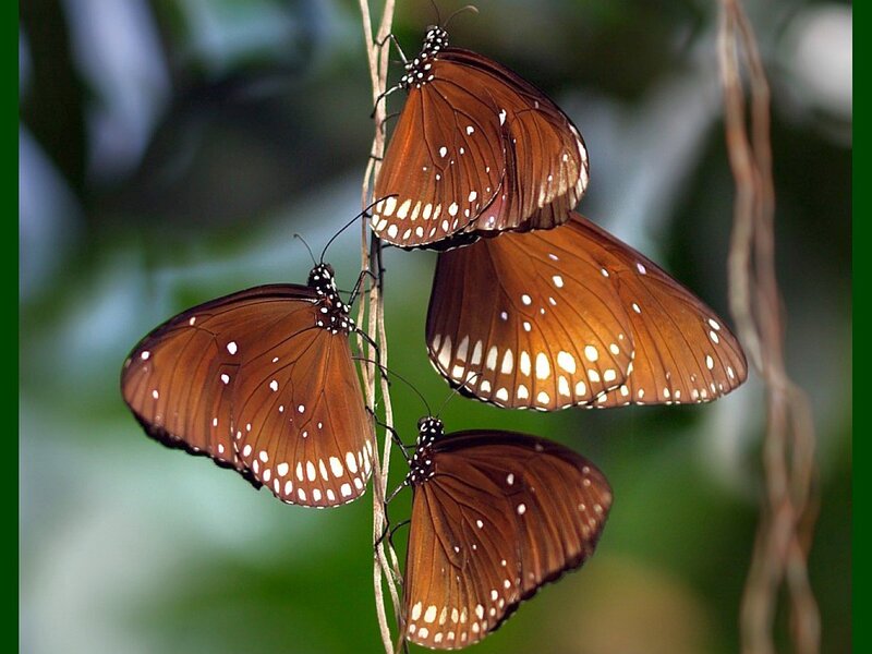 Three Brown Butterflies