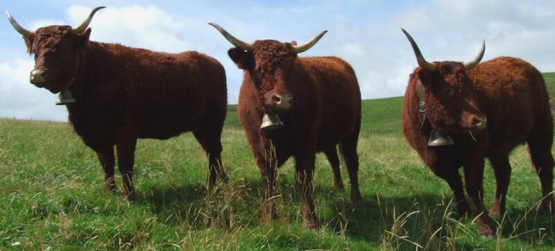 Three brown cattle in a field
