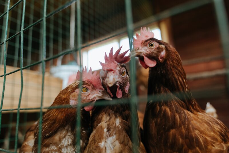 Three Brown Chickens