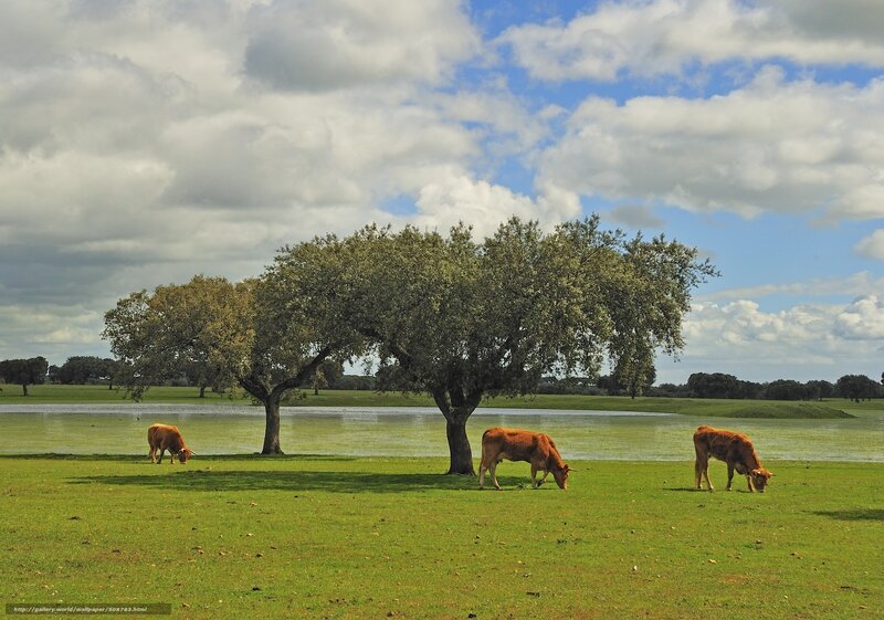 Three Brown Cows Grazing