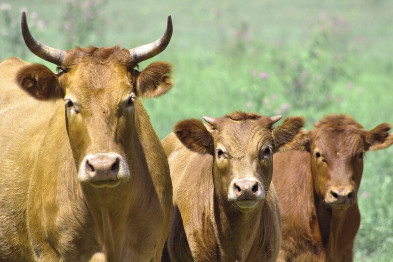 Three Brown Cows in Field