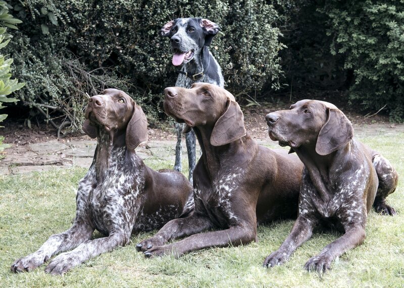 Three Brown Dogs and One Black Dog