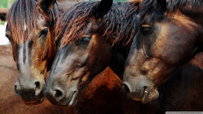 Three Brown Horses — Calm, Afternoon, Photograph